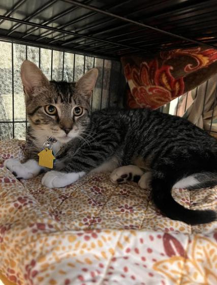 179073 Boggis (Off Site Foster)