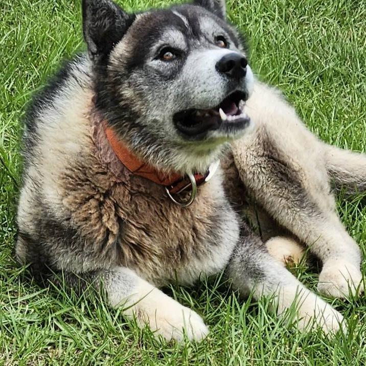 Enlarge Timber, a Adopted Husky in Rainbow City, AL image 1/3