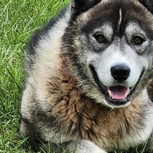 Enlarge Timber, a Adopted Husky in Rainbow City, AL image 2/3