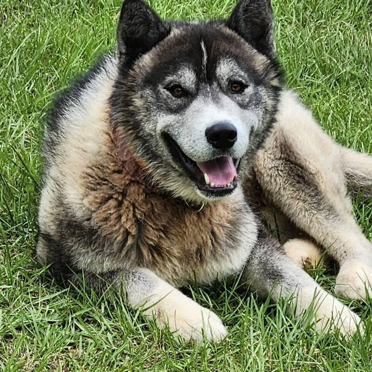 Enlarge Timber, a Adopted Husky in Rainbow City, AL image 3/3