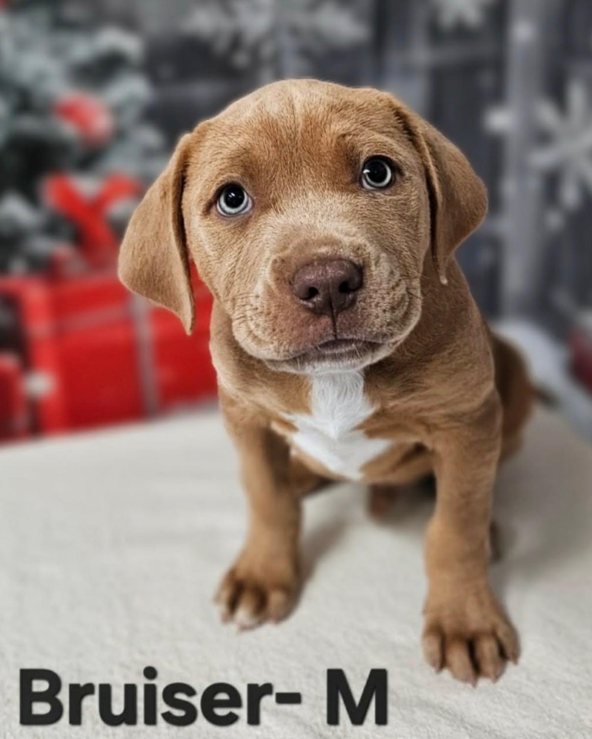 Enlarge Bruiser, a Adoptable mixed breed in Hamilton , NJ image 1/1