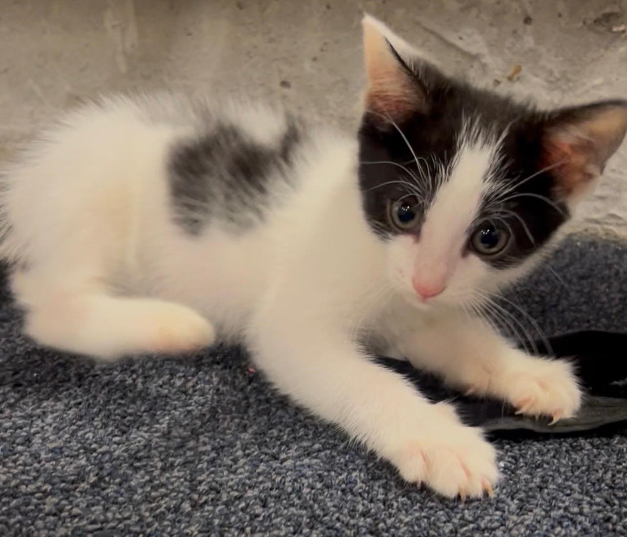 Enlarge Boone, a Adoptable Domestic Short Hair in Rock Spring, GA image 5/6