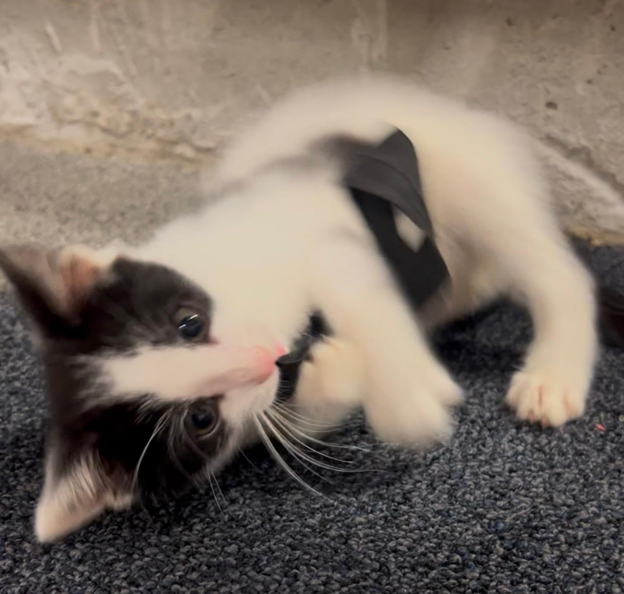 Enlarge Boone, a Adoptable Domestic Short Hair in Rock Spring, GA image 4/6