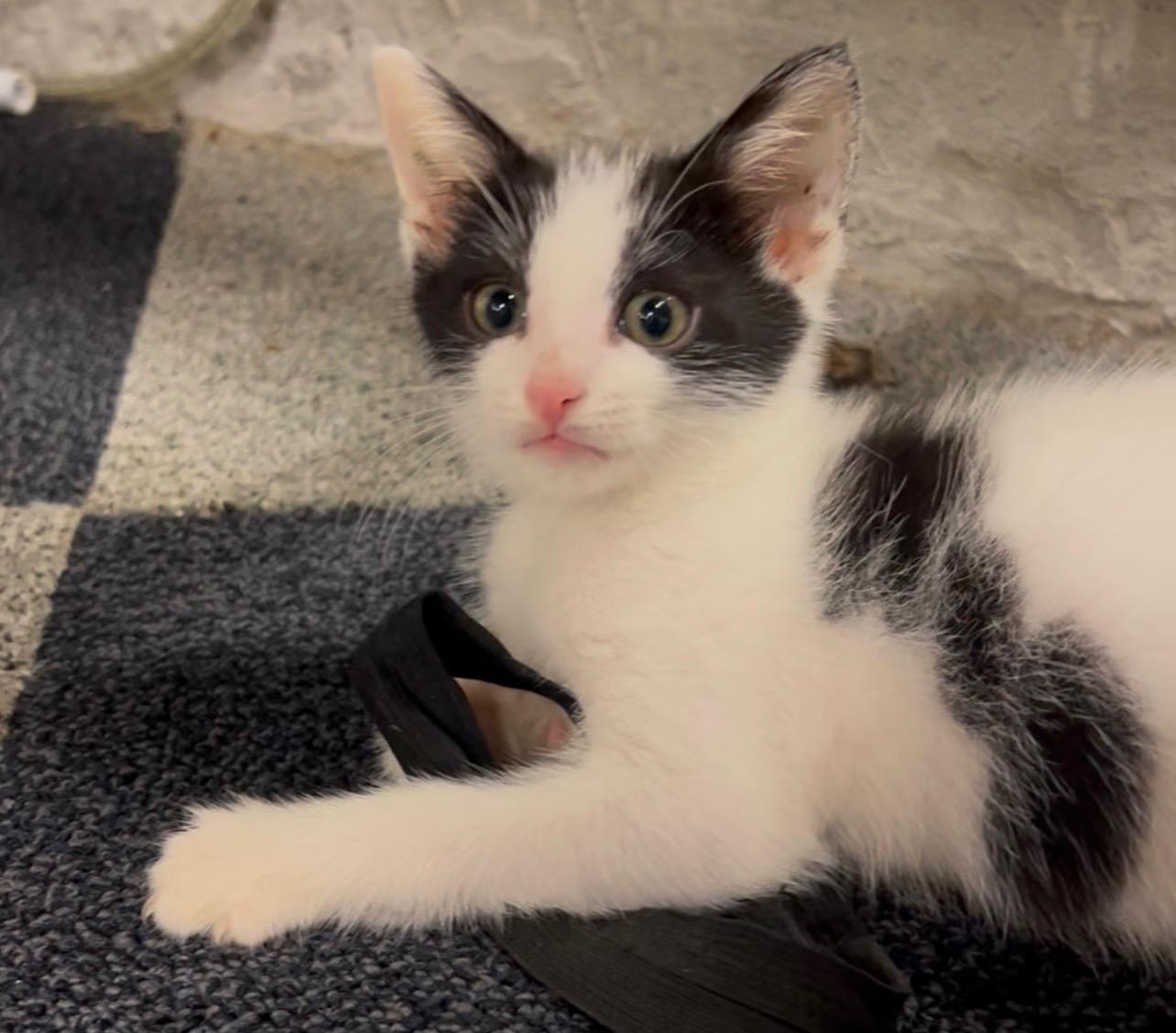 Enlarge Boone, a Adoptable Domestic Short Hair in Rock Spring, GA image 1/6