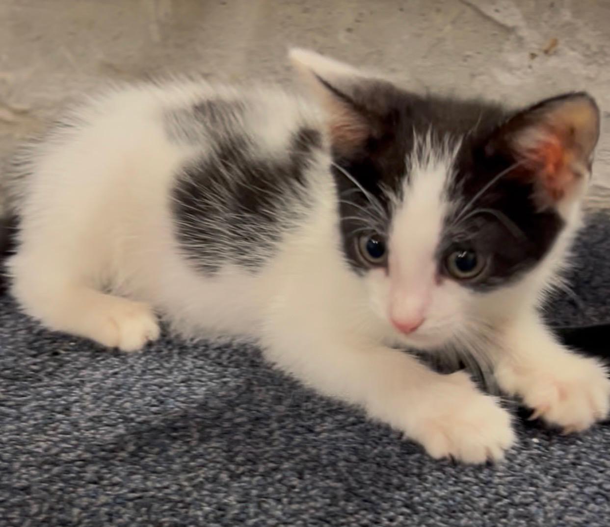 Enlarge Boone, a Adoptable Domestic Short Hair in Rock Spring, GA image 6/6