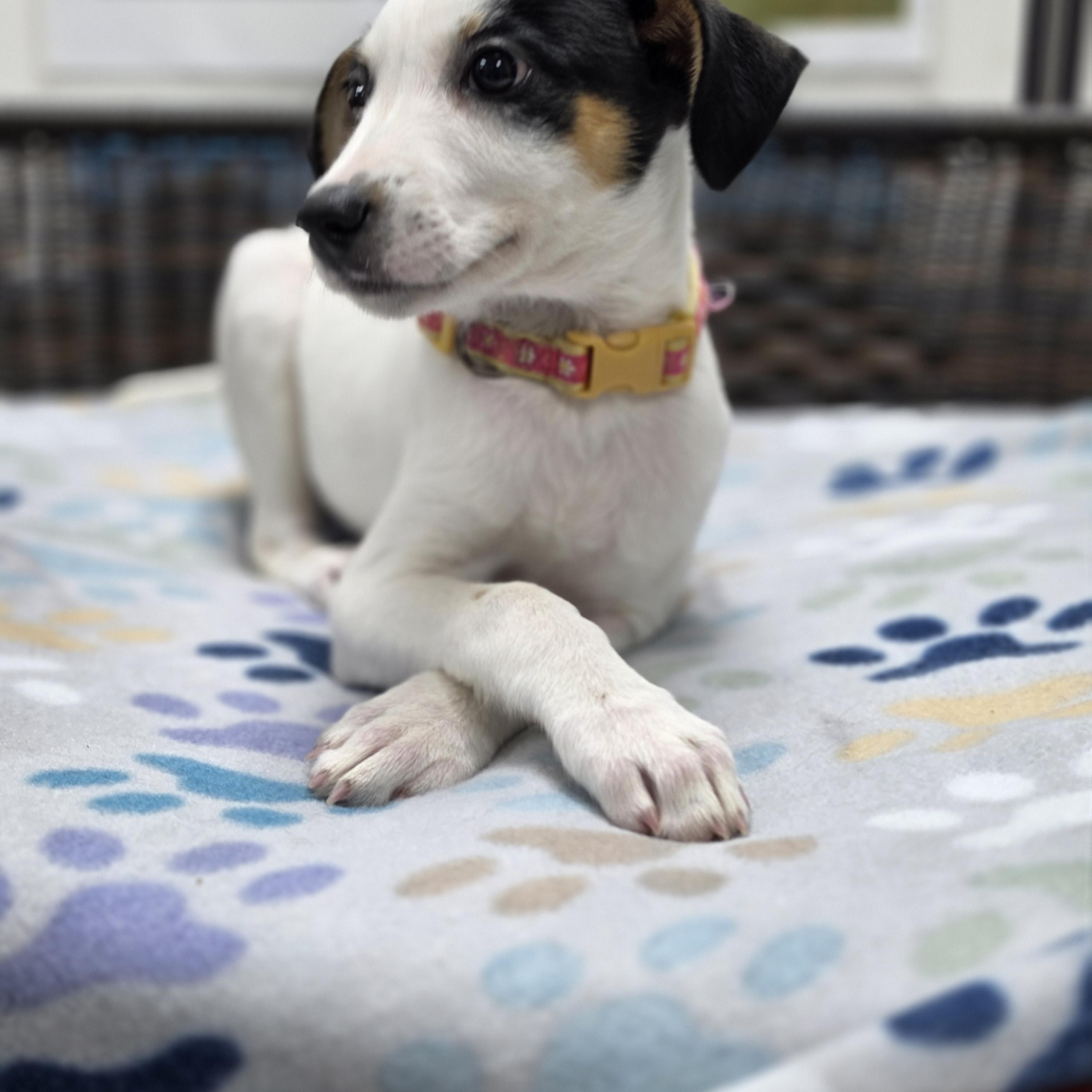 Enlarge Lorelai, a Adoptable mixed breed in Neillsville, WI image 4/4