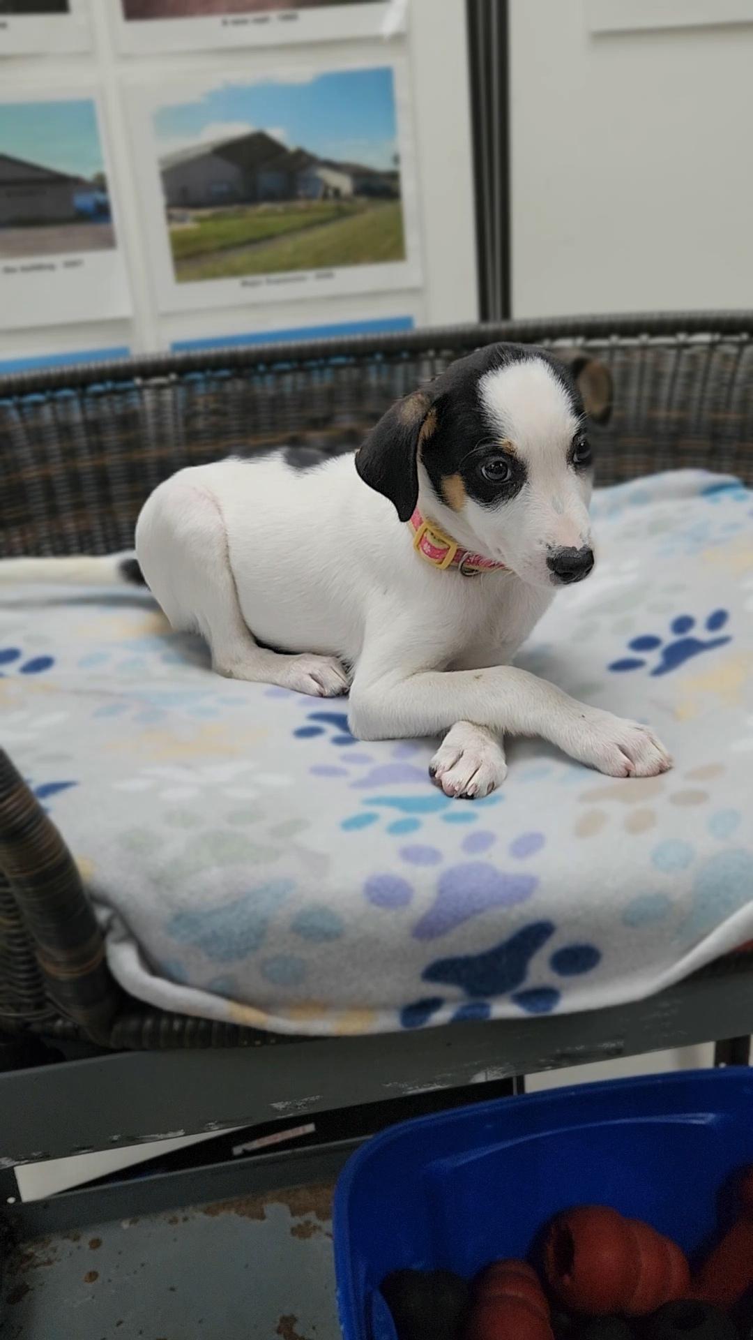 Enlarge Lorelai, a Adoptable mixed breed in Neillsville, WI image 2/4