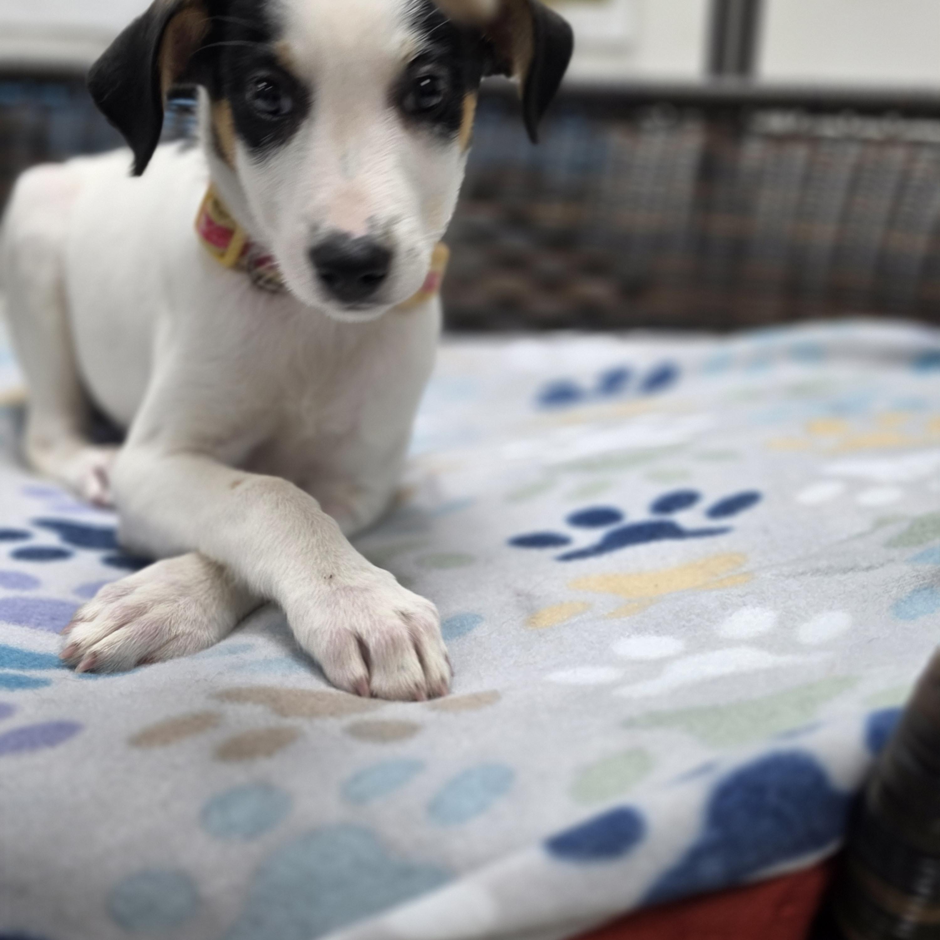 Enlarge Lorelai, a Adoptable mixed breed in Neillsville, WI image 3/4