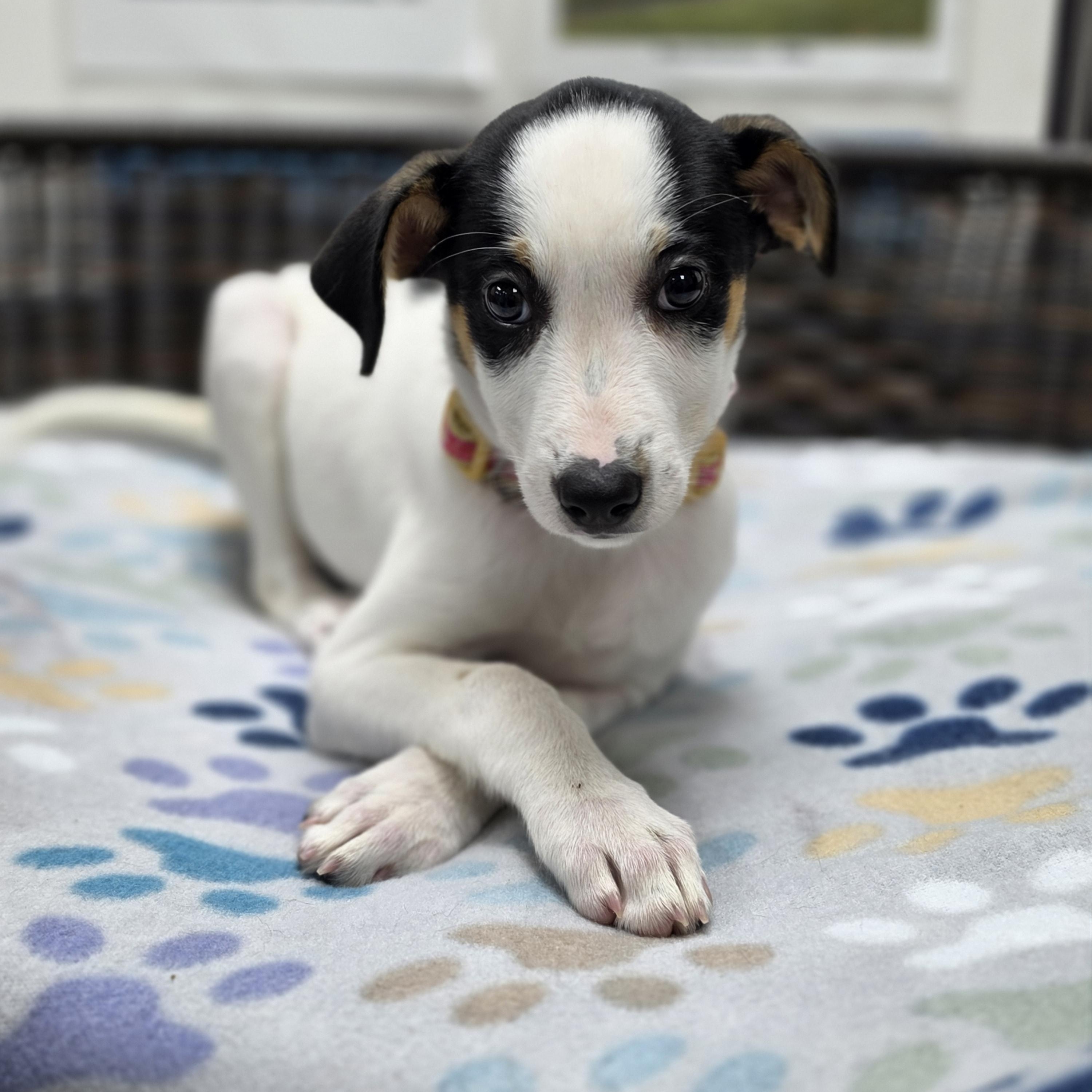 Lorelai, Adoptable, Puppy Female Rat Terrier & Border Collie.