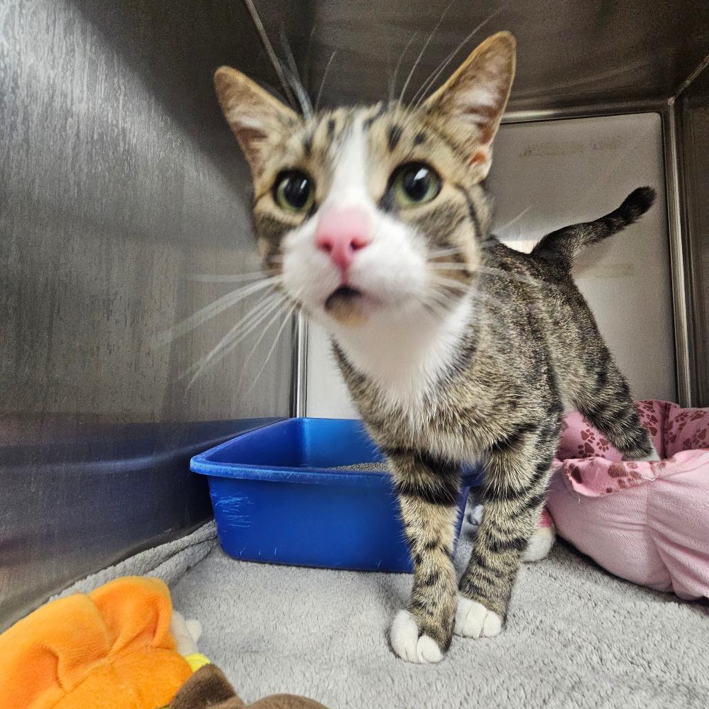 Rudy, Adoptable, Adult Male Domestic Short Hair.
