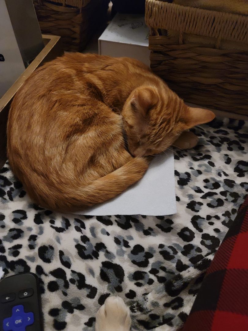 Enlarge Fuse, a Adoptable Domestic Short Hair image 1/7