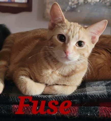 Enlarge Fuse, a Adoptable Domestic Short Hair image 2/7