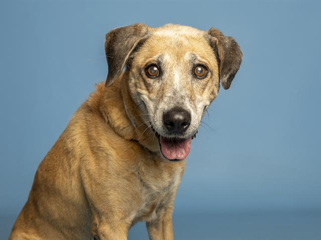 MAE, Adoptable, Adult Female German Shepherd Dog & Mixed Breed.