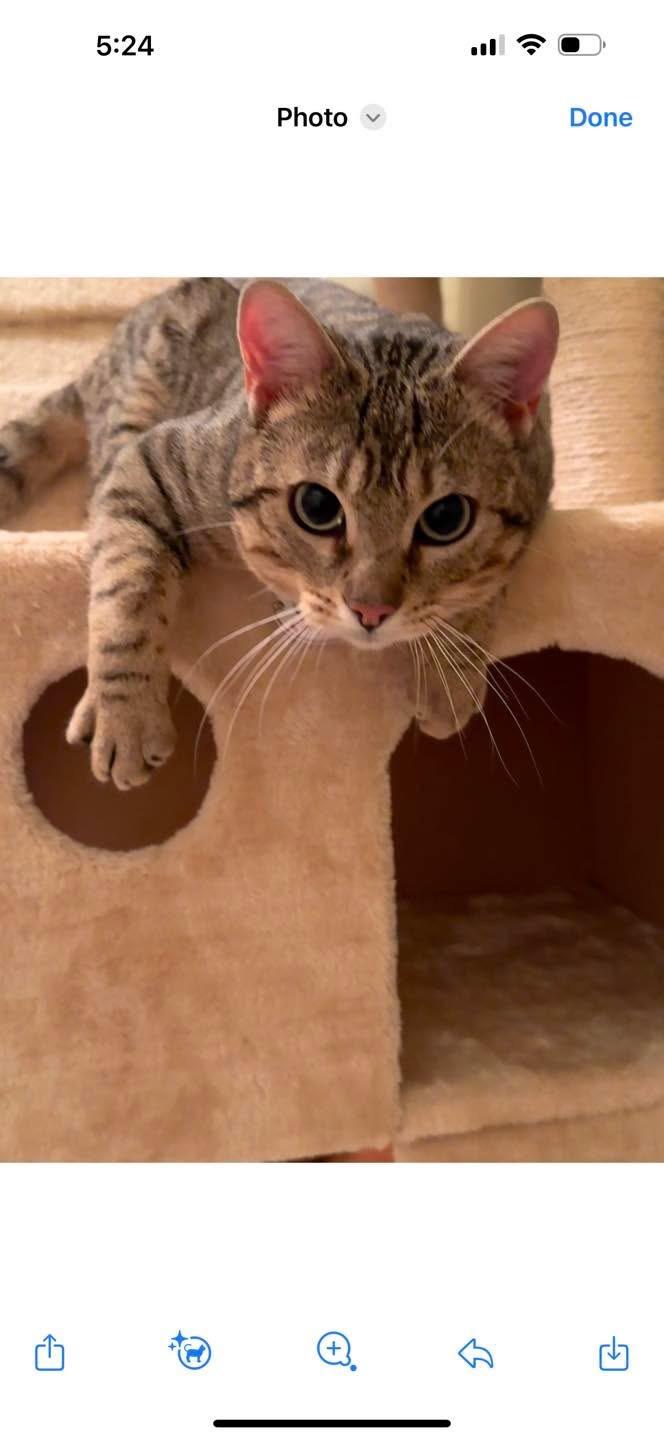 Enlarge Nugget NC, a Adopted Bengal in Louisville, KY image 1/3