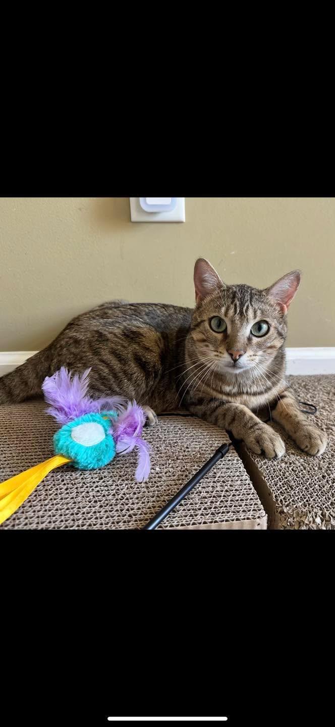 Enlarge Nugget NC, a Adopted Bengal in Louisville, KY image 2/3
