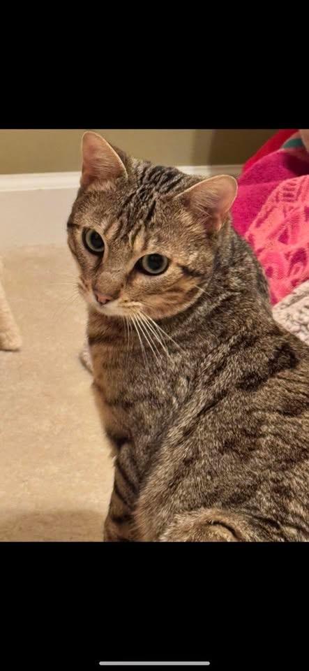 Enlarge Nugget NC, a Adopted Bengal in Louisville, KY image 3/3