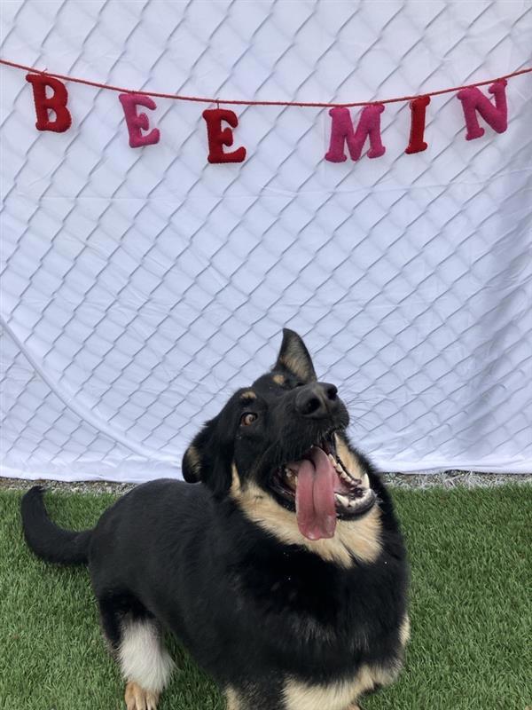Benny, Adoptable, Adult Male German Shepherd Dog.