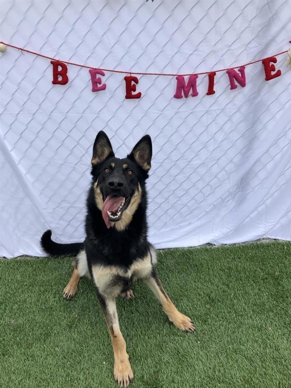 Enlarge Benny, a Adoptable mixed breed in Hollister, CA image 4/6