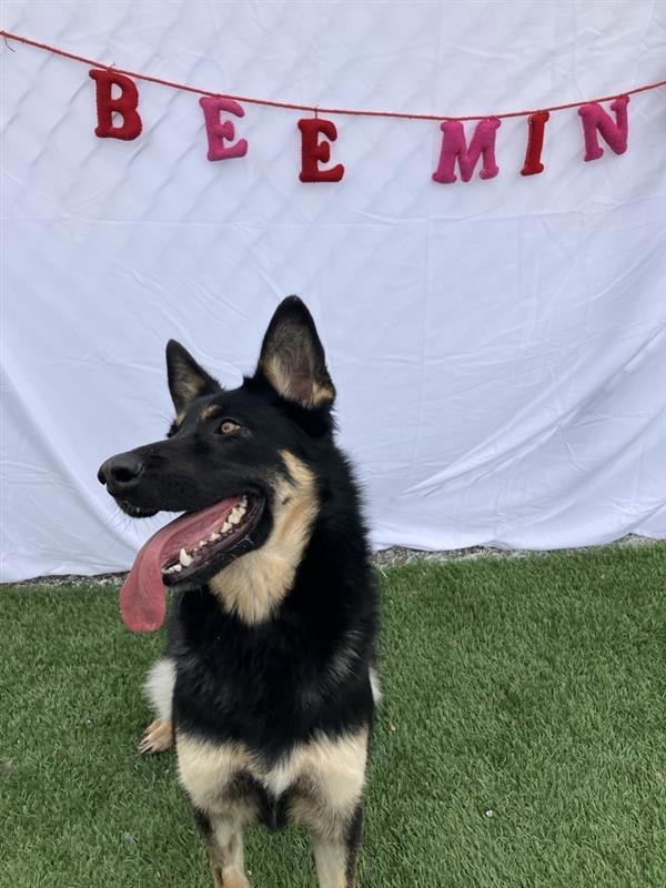 Enlarge Benny, a Adoptable mixed breed in Hollister, CA image 6/6