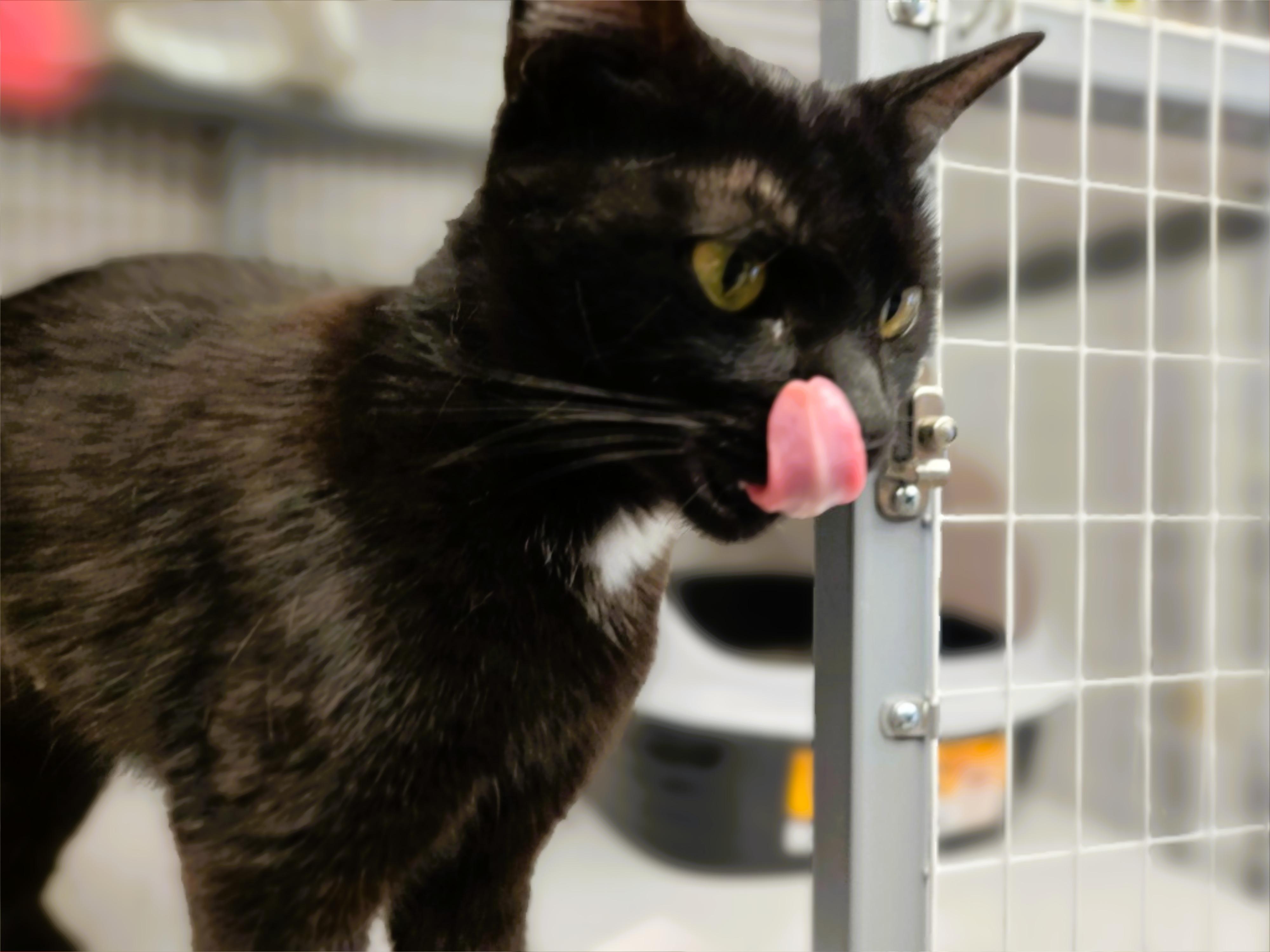 Ivy, a ADOPTABLE Domestic Short Hair in Milford, CT image 2/3