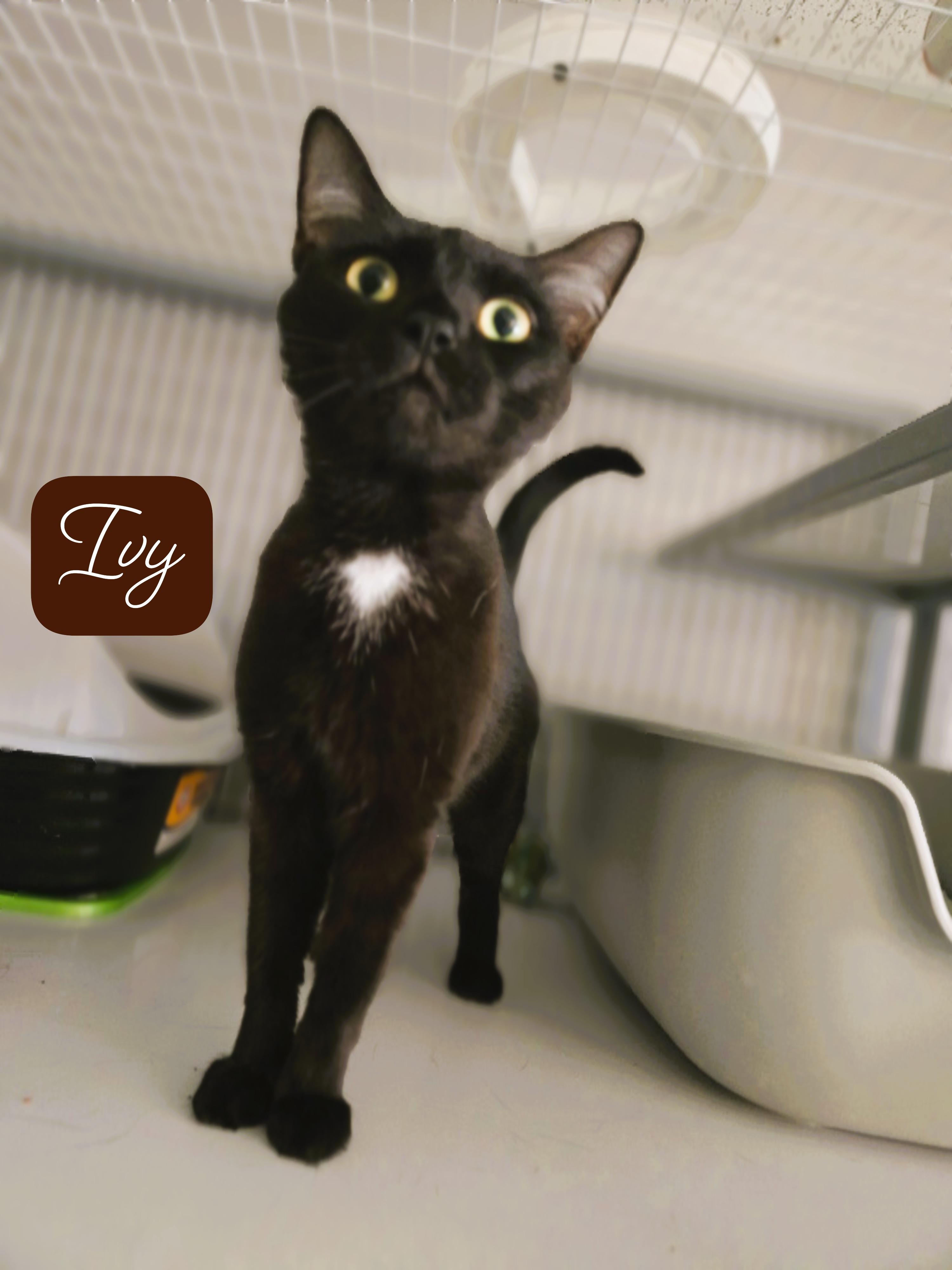 Ivy, ADOPTABLE, Adult Female Domestic Short Hair.