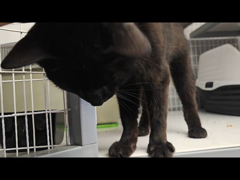 Enlarge Ivy, a ADOPTABLE Domestic Short Hair in Milford, CT video 3/3