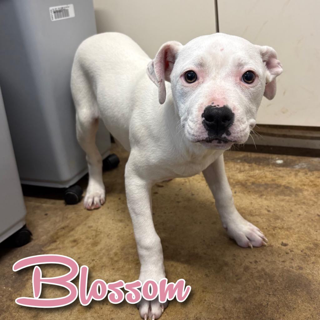 Blossom, Adoptable, Puppy Female American Bulldog & Pit Bull Terrier.