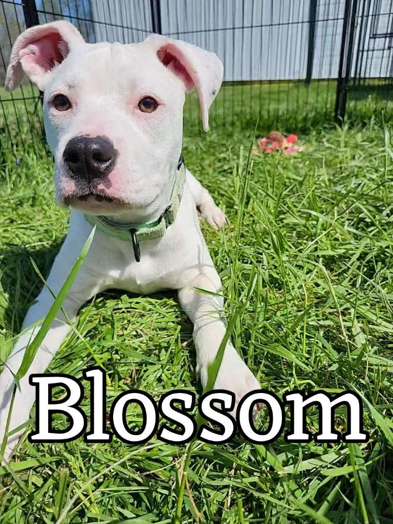 Enlarge Blossom, a Adoptable mixed breed in Hillsboro, OH image 2/2
