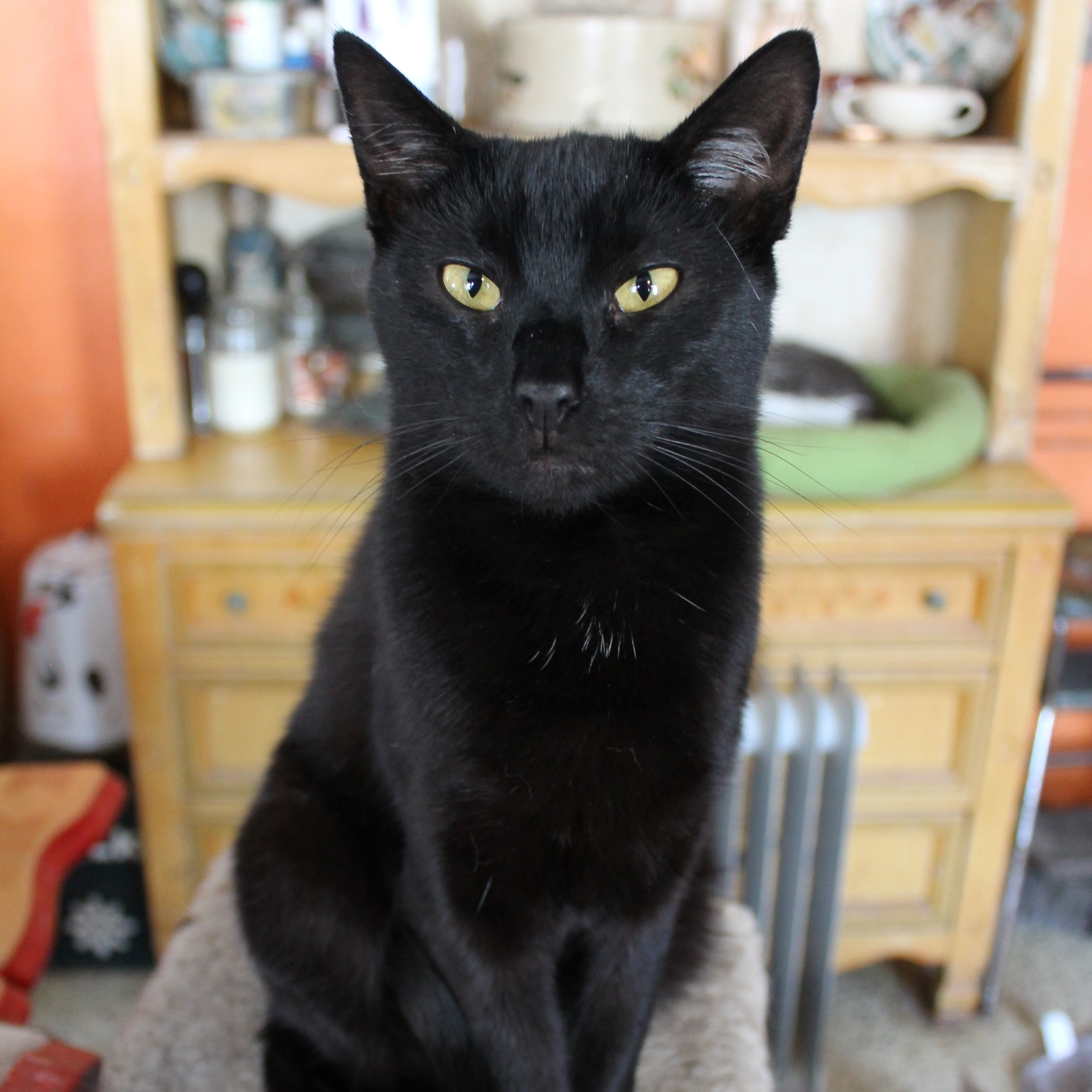 Enlarge Mr. Green, a Adoptable Domestic Short Hair in Hawley, PA image 5/6