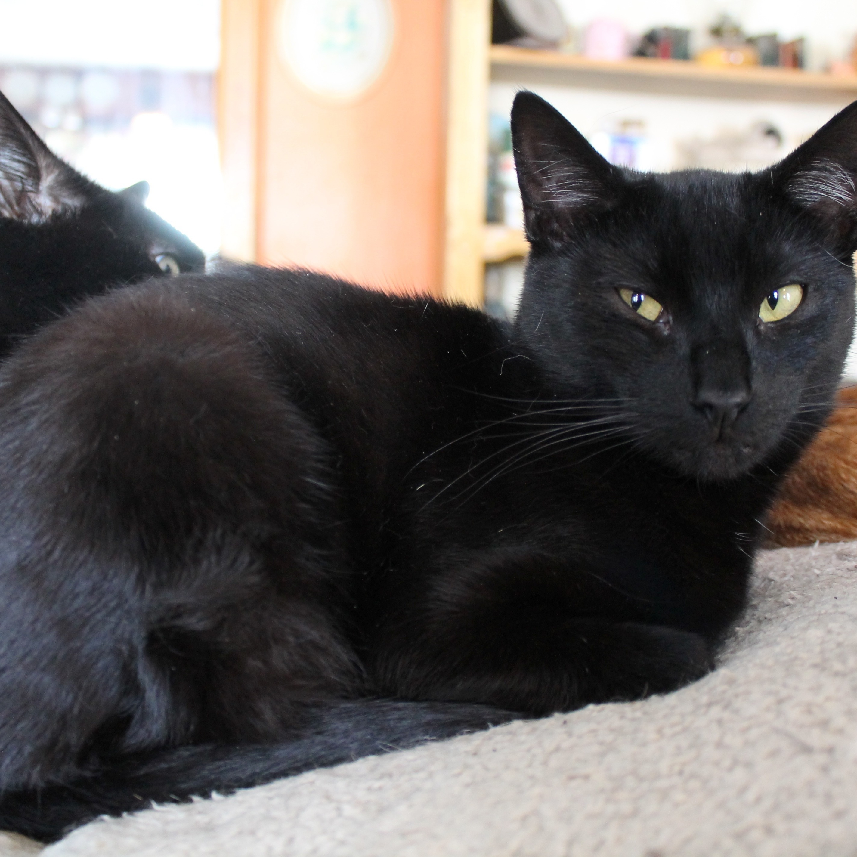 Enlarge Mr. Green, a Adoptable Domestic Short Hair in Hawley, PA image 6/6