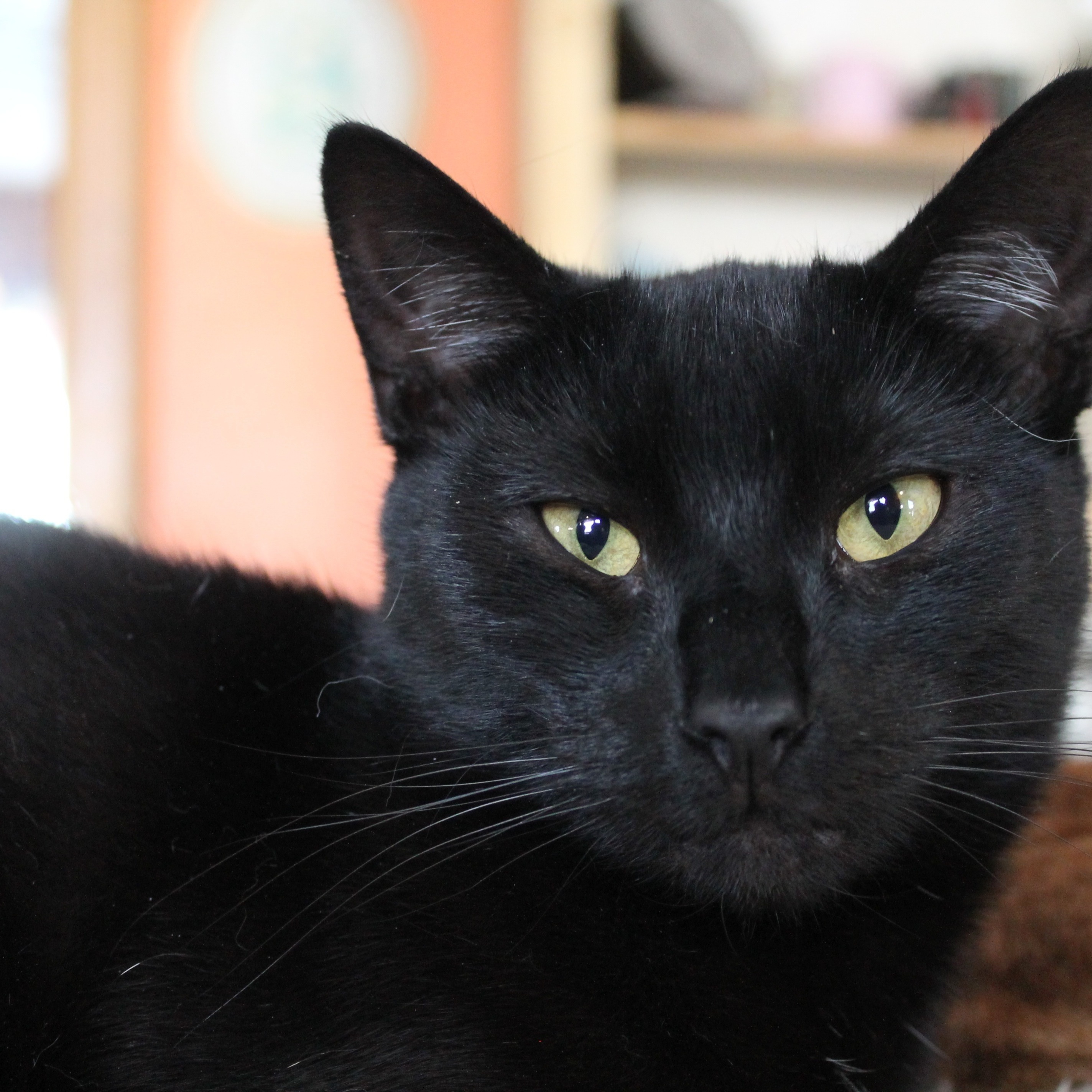 Mr. Green, Adoptable, Adult Male Domestic Short Hair.