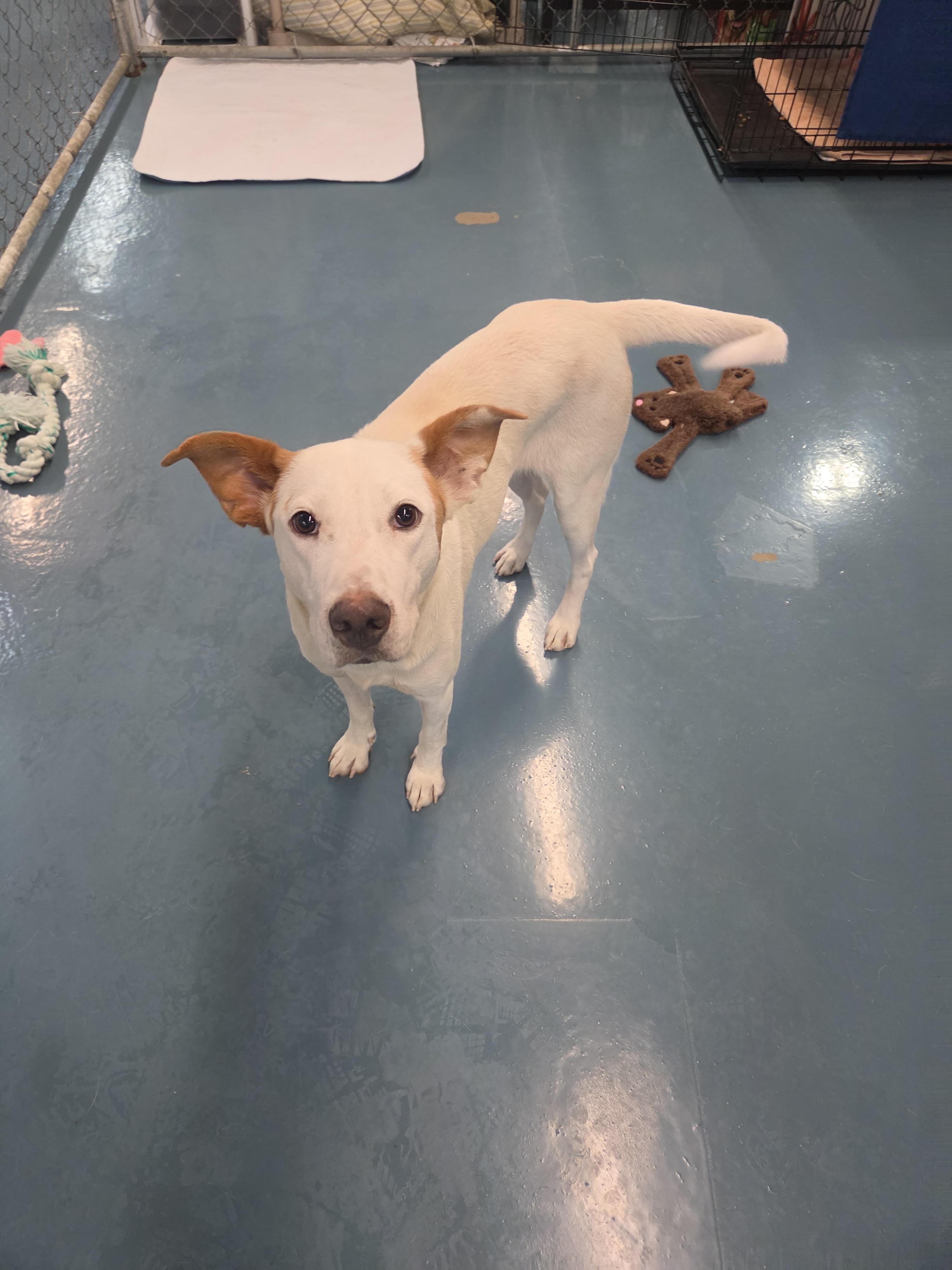 Opal, Adoptable, Adult Female Labrador Retriever & Shepherd.