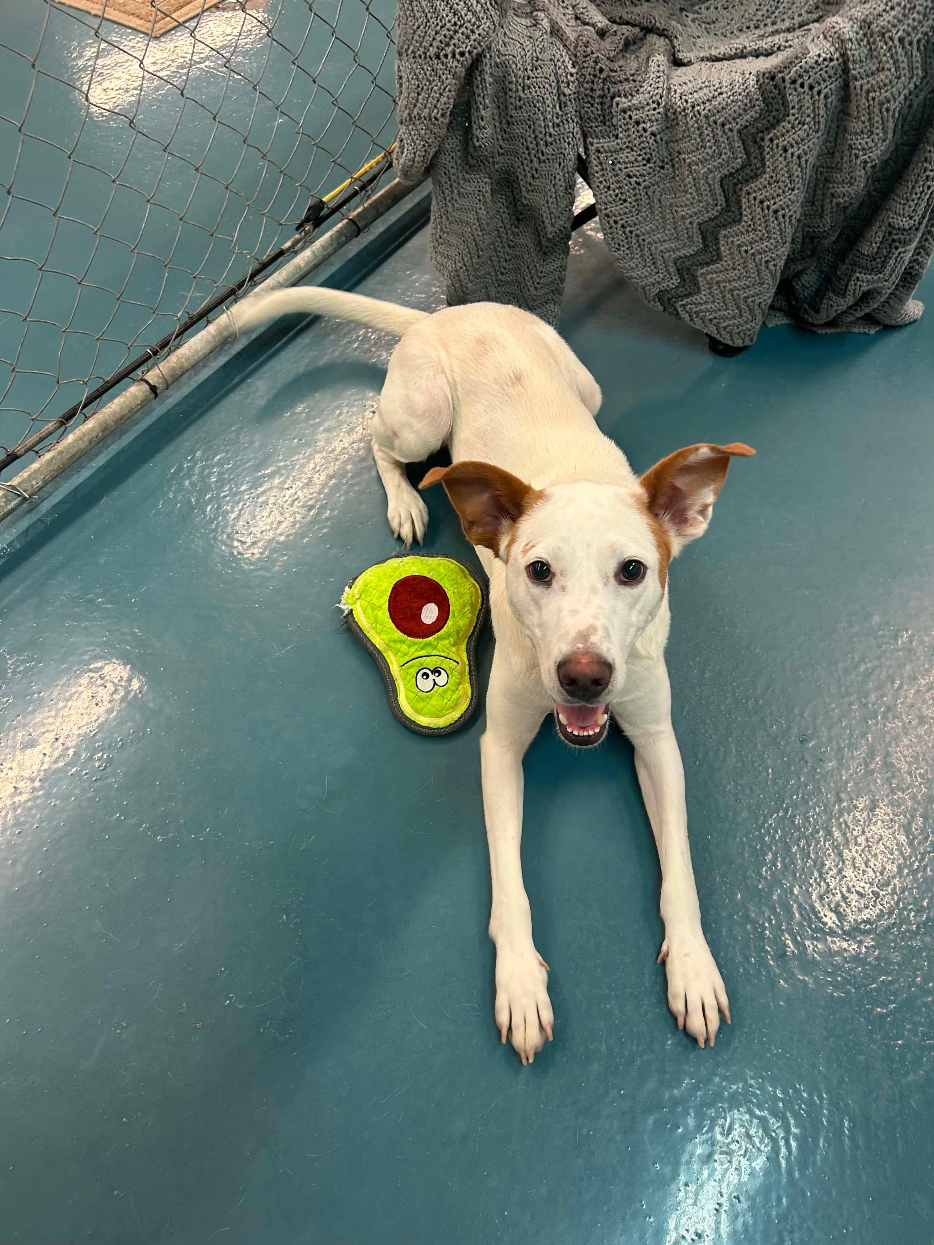 Enlarge Opal, a Adoptable mixed breed in Crystal Lake, IL image 2/4
