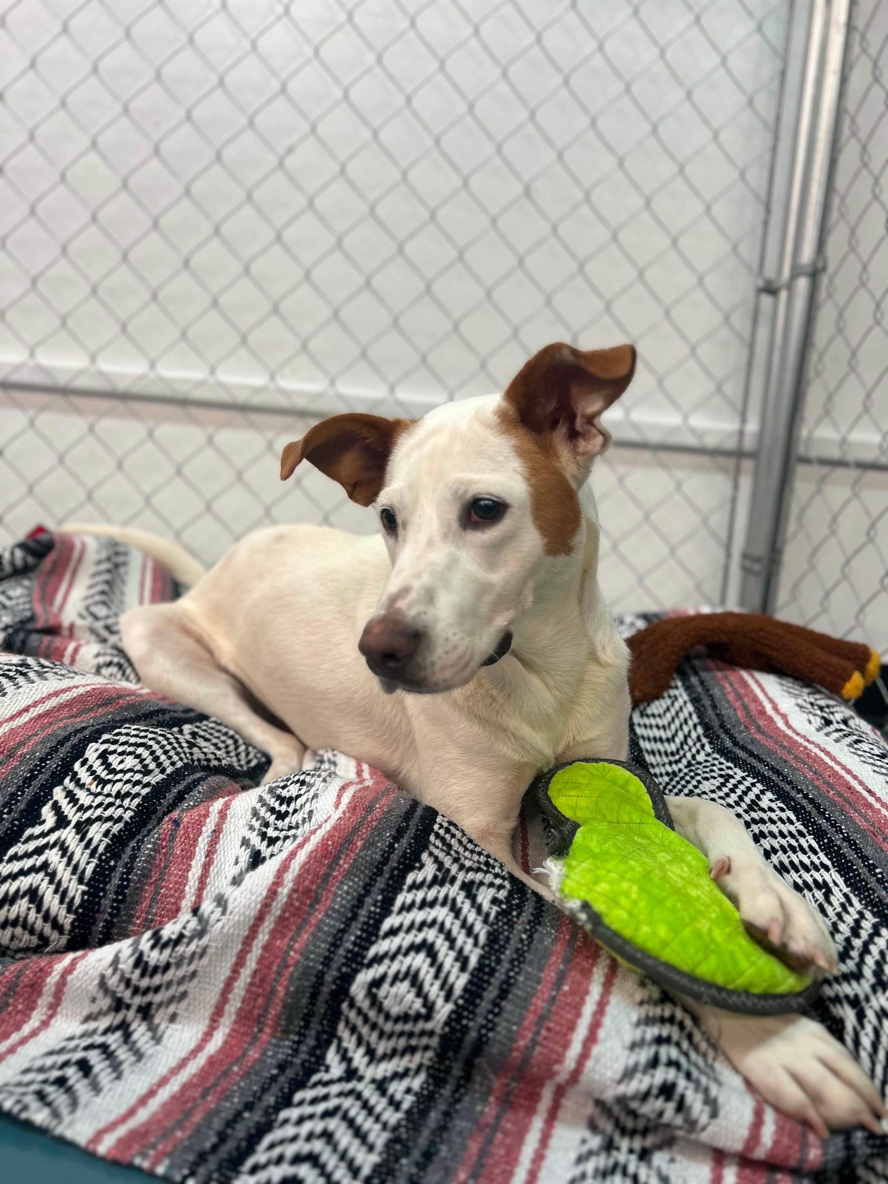 Enlarge Opal, a Adoptable mixed breed in Crystal Lake, IL image 4/4