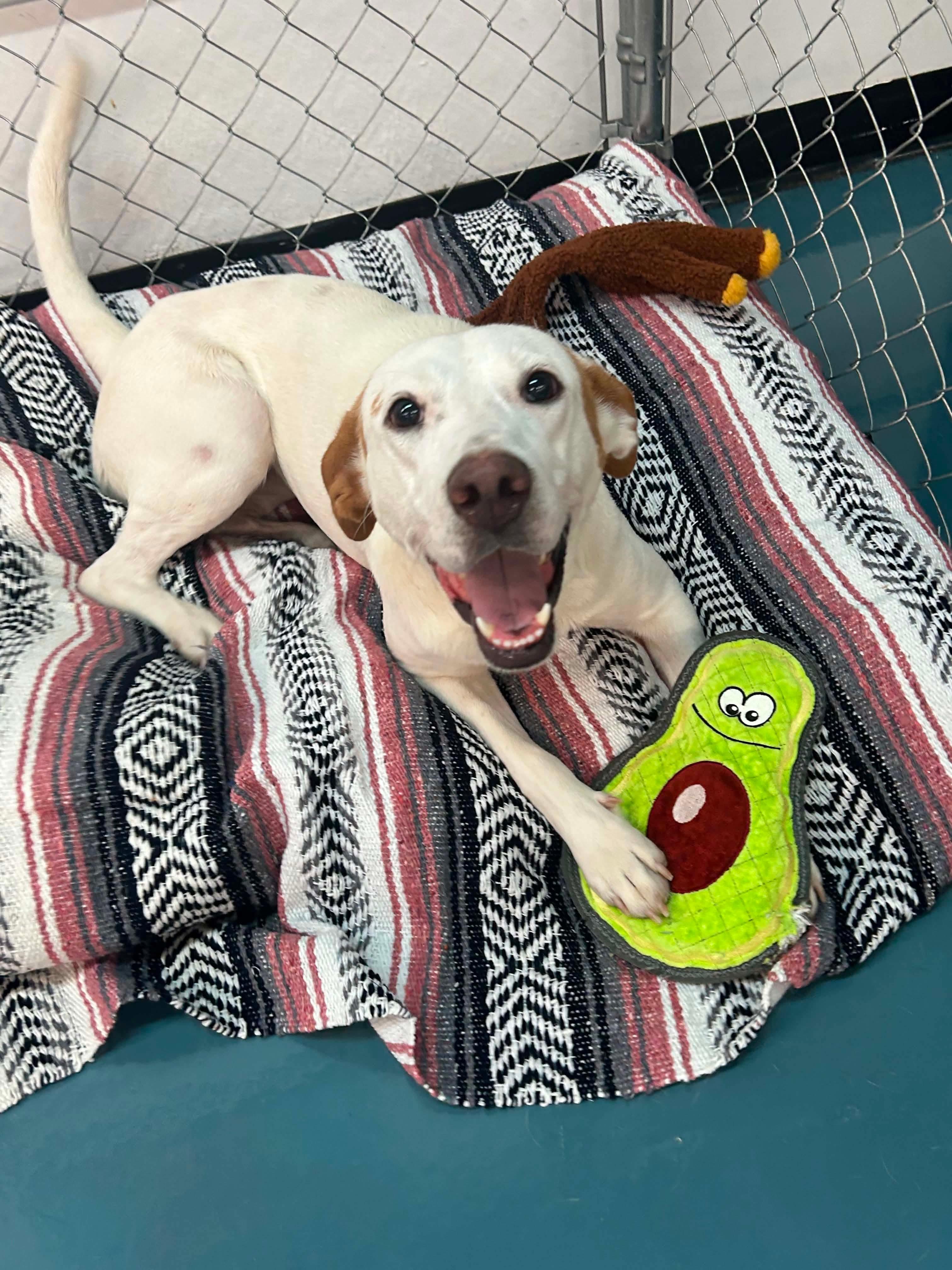 Enlarge Opal, a Adoptable mixed breed in Crystal Lake, IL image 3/4
