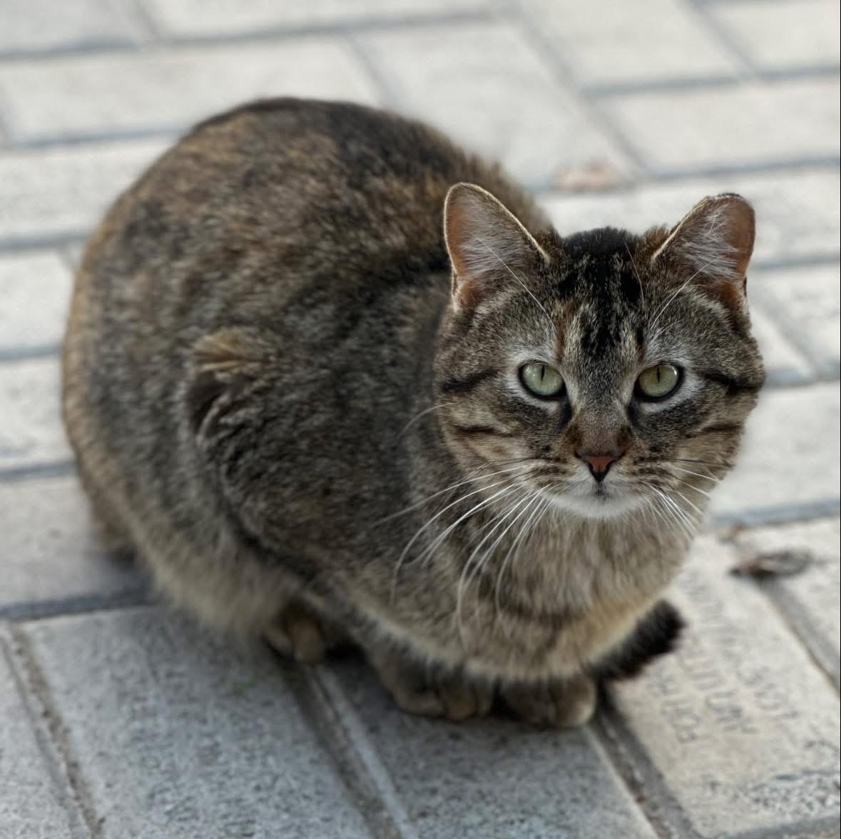 Sadie, a ADOPTABLE Domestic Short Hair in Faribault, MN image 5/5