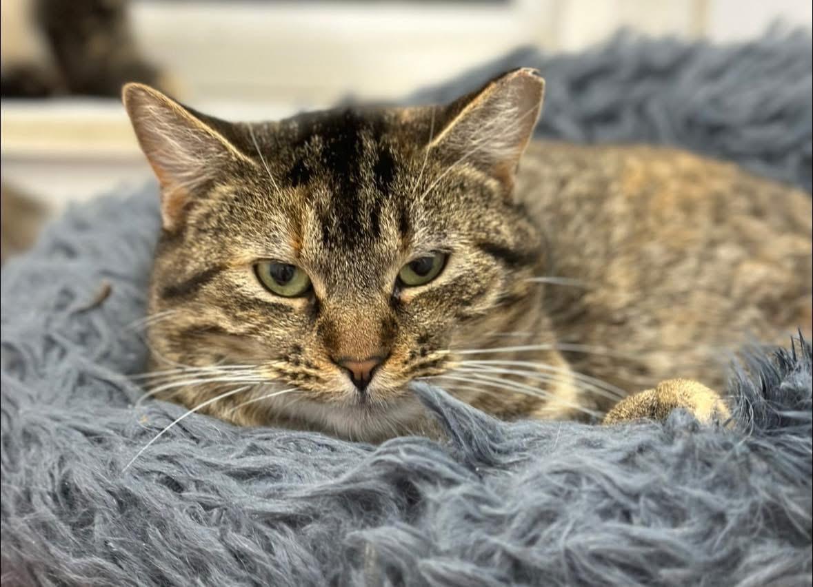 Sadie, a ADOPTABLE Domestic Short Hair in Faribault, MN image 4/5