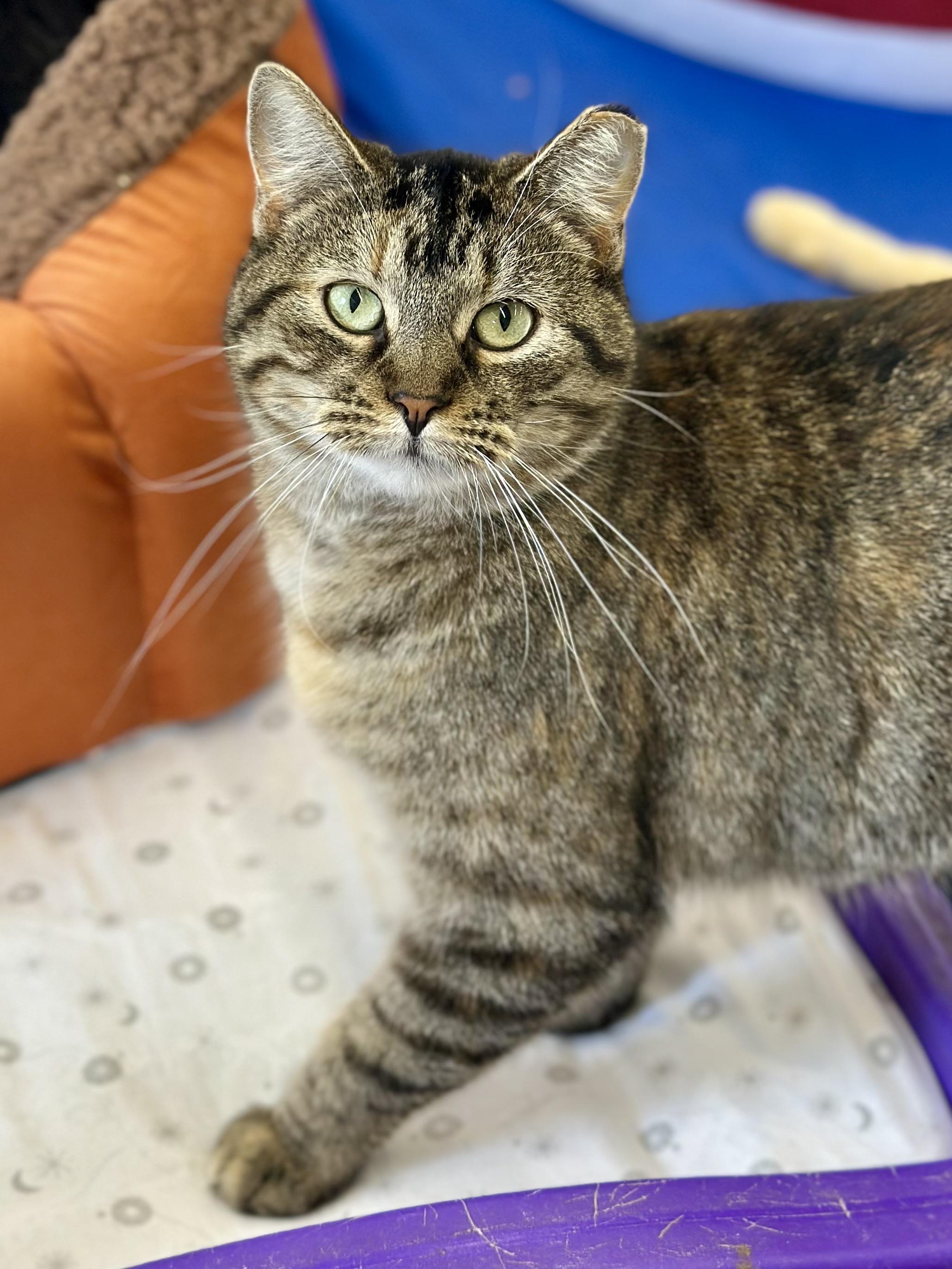 Sadie, a ADOPTABLE Domestic Short Hair in Faribault, MN image 3/5