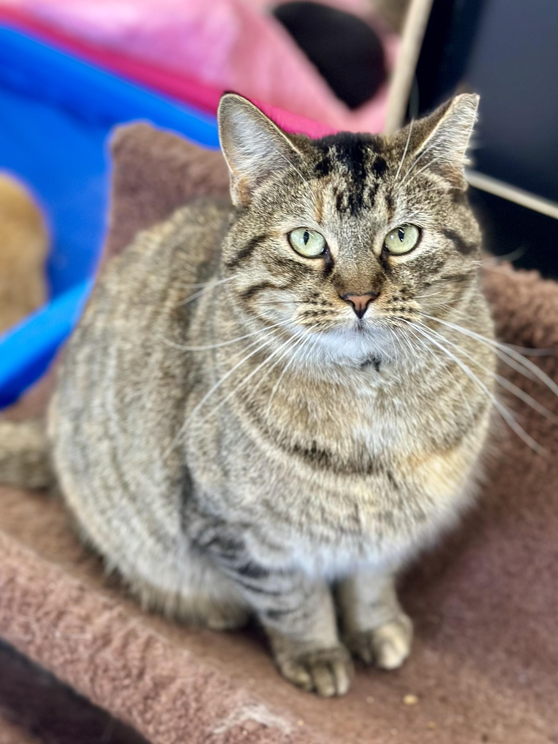 Sadie, a ADOPTABLE Domestic Short Hair in Faribault, MN image 2/5