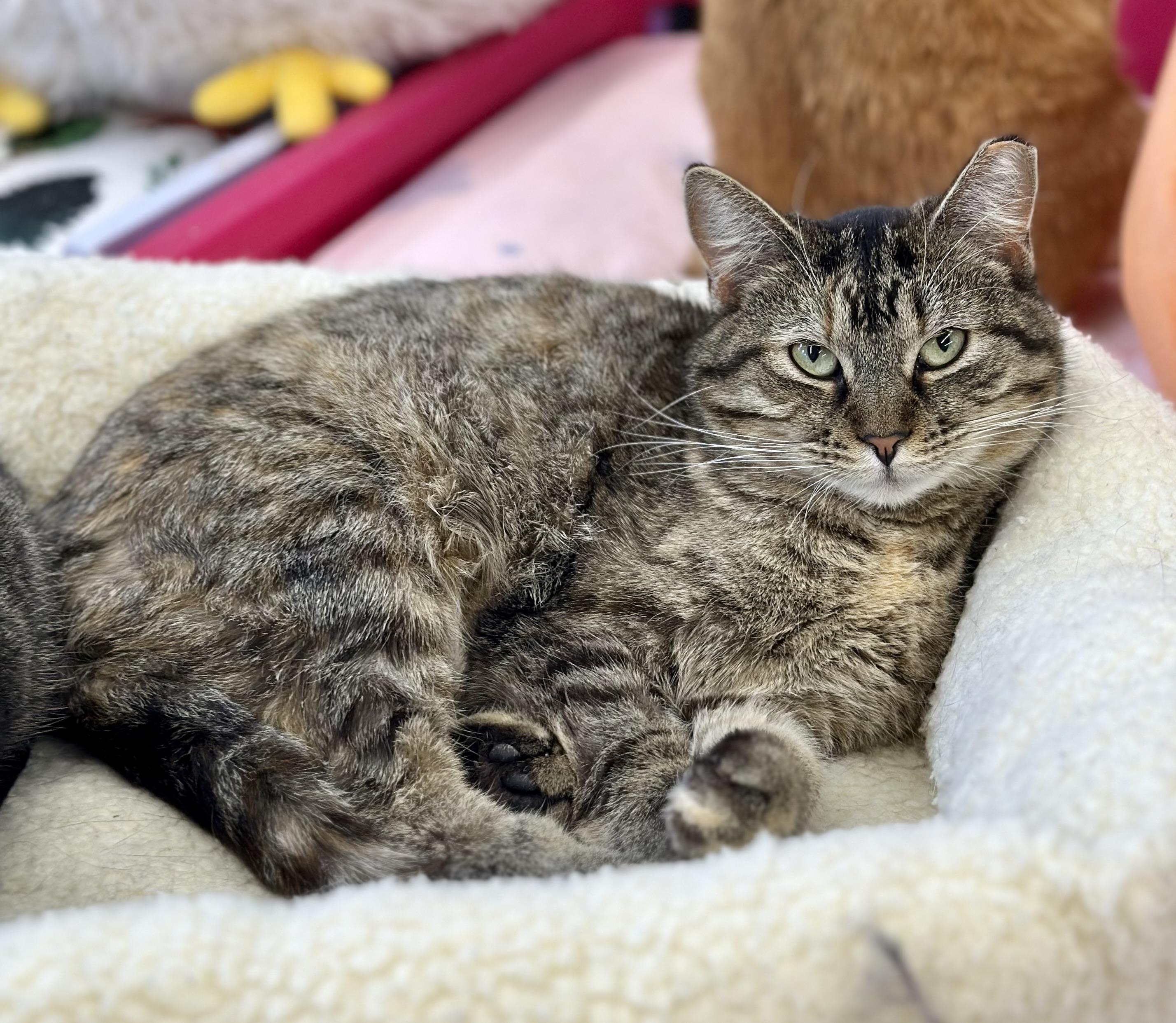 Sadie, a ADOPTABLE Domestic Short Hair in Faribault, MN image 1/5