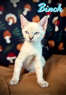 Enlarge Birch, a Adopted mixed breed in Pleasanton, TX image 1/2