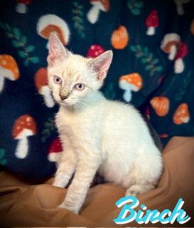 Enlarge Birch, a Adopted mixed breed in Pleasanton, TX image 2/2