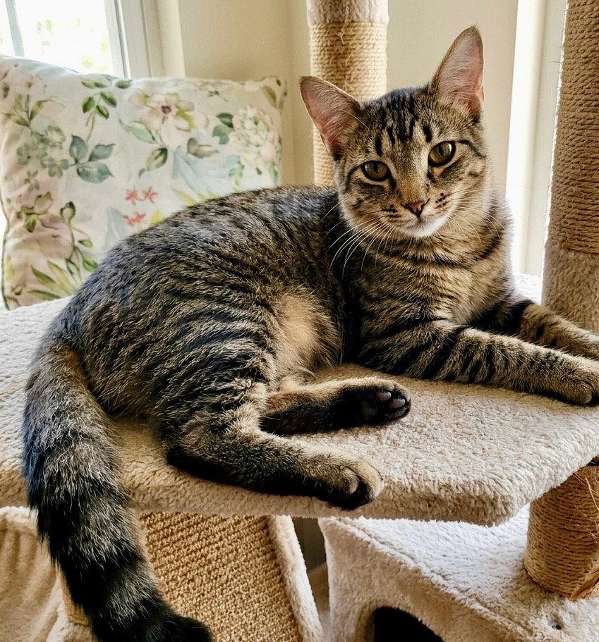 Bennie - female, Adoptable, Young Female Domestic Long Hair.