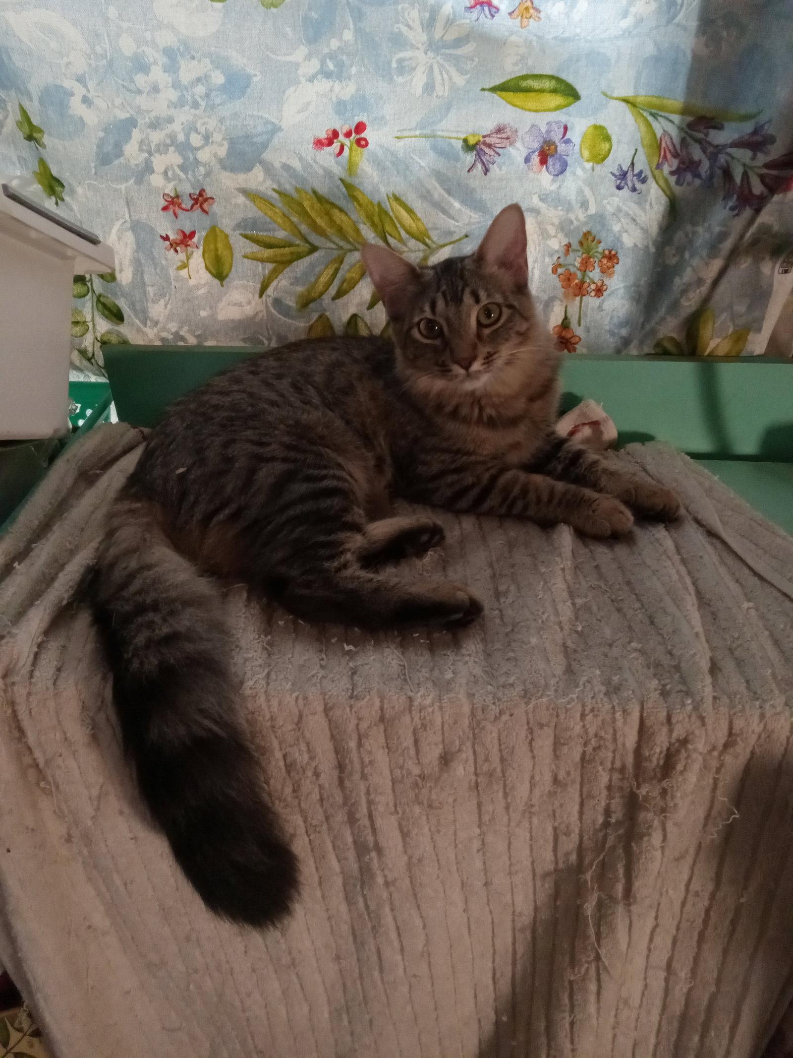 Enlarge Bennie - female, a Adoptable Domestic Long Hair in Chandler, AZ image 2/3