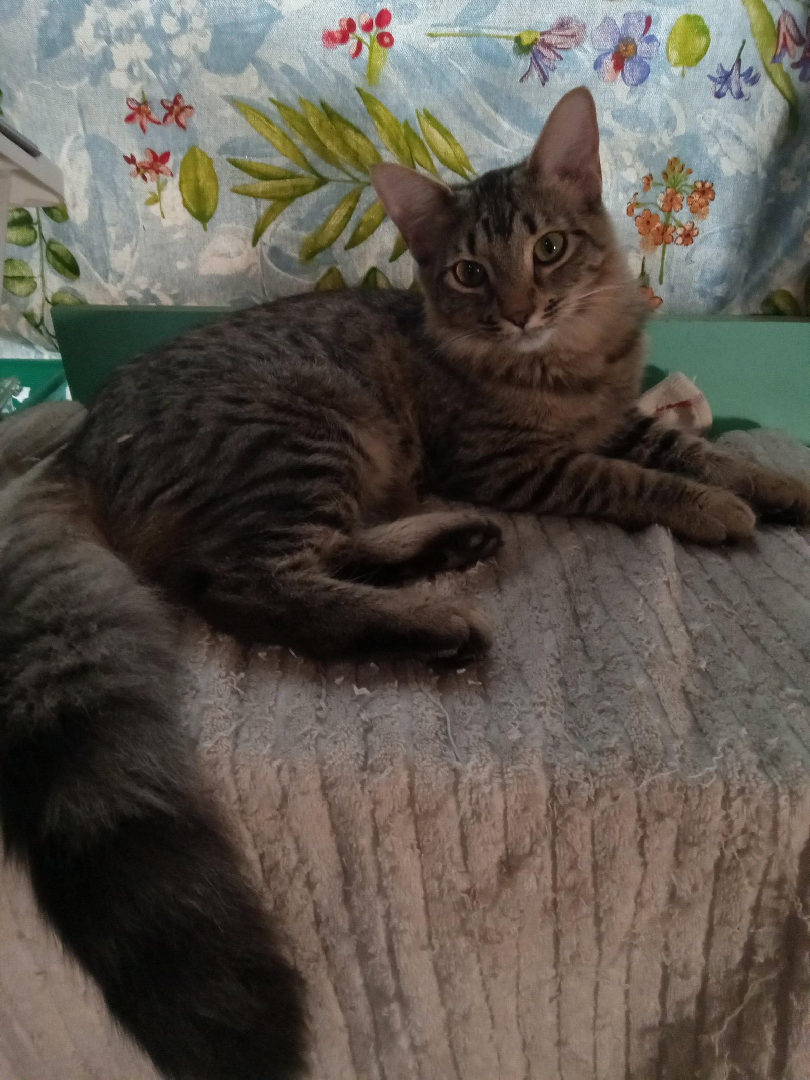 Enlarge Bennie - female, a Adoptable Domestic Long Hair in Chandler, AZ image 3/3