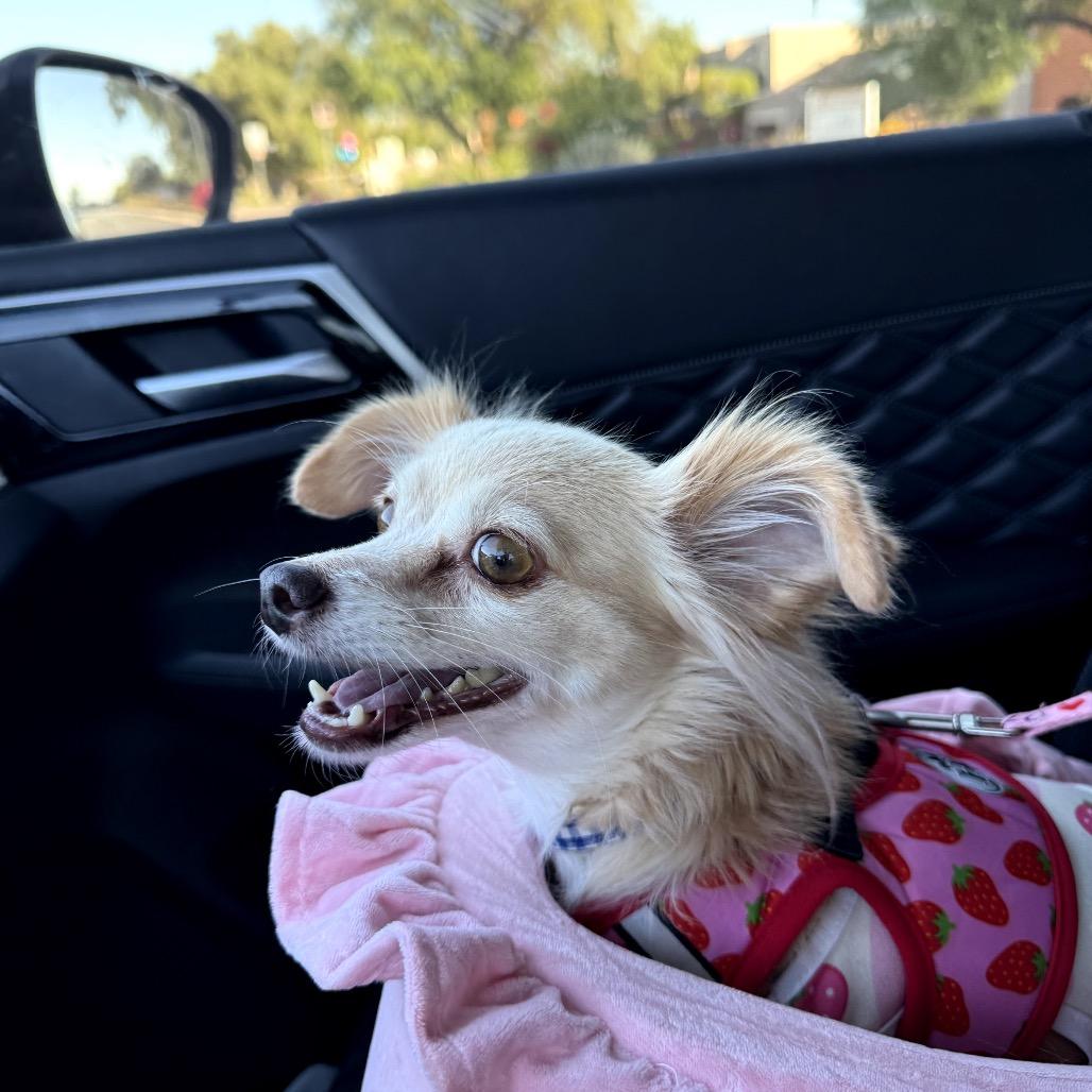 Sunny - bonded with Olive, Adoptable, Senior Female Papillon & Mixed Breed.