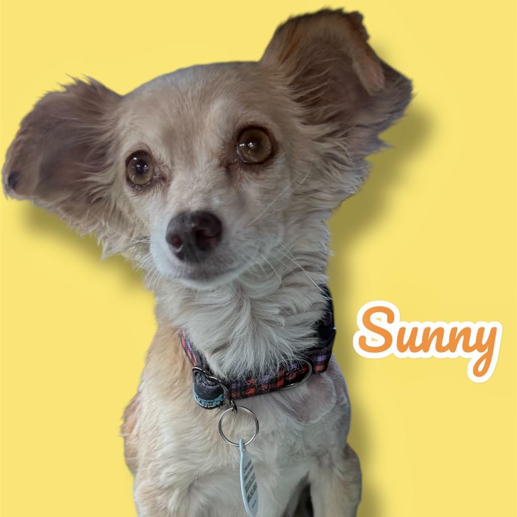 Enlarge Sunflower (Sunny), a Adoptable mixed breed in Scottsdale, AZ image 1/2