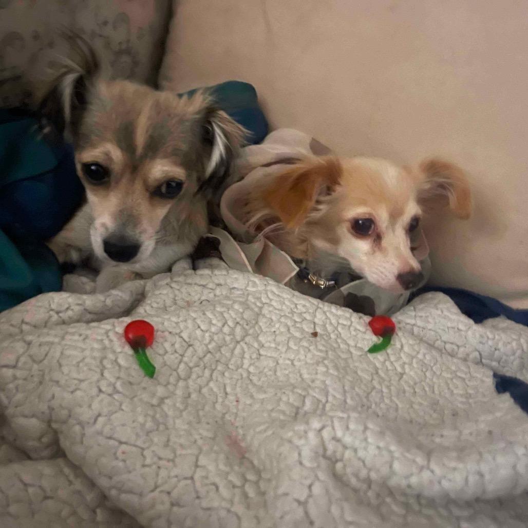 Sunny - bonded with Olive, a Adoptable mixed breed in Scottsdale, AZ image 3/5