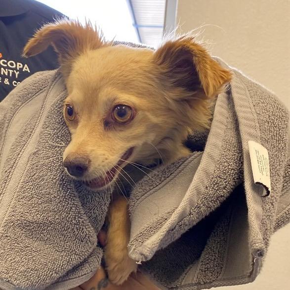 Sunflower (Sunny), a Adoptable mixed breed in Scottsdale, AZ image 2/2