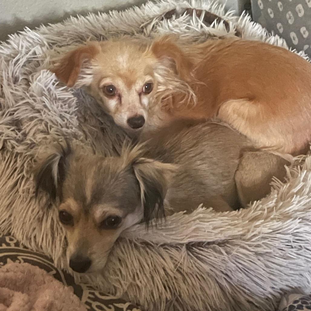 Sunny - bonded with Olive, a Adoptable mixed breed in Scottsdale, AZ image 5/5